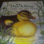 Duckling at Home on the Pond