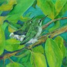 Baby Hummingbirds