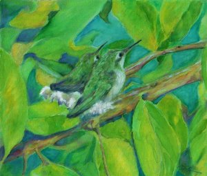 Baby Hummingbirds