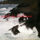 Seal Point 5x7