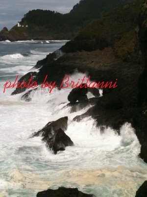 Seal Point 5x7
