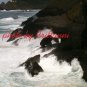 Seal Point 5x7