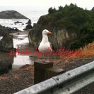 Gull 8x10