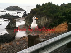 Gull 8x10