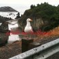 Gull 8x10