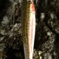 Custom Daiwa Jerk Bait