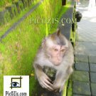 VAN001201109 - Monkey in Bali - 20x30cm (8x12")