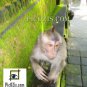 VAN001201109 - Monkey in Bali - 20x30cm (8x12")