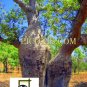 VLA002201109 - Baubab Tree - 28x35cm (11x14")