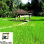 VLA003201109 - Bali landscape - 28x35cm (11x14")