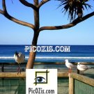 VAN002201109 - Birds in the Gold Coast - 15x20cm (6x8")