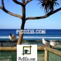 VAN002201109 - Birds in the Gold Coast - 15x20cm (6x8")