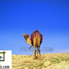 VAN006201109 - Camel - 13x18cm (5x7")