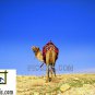 VAN006201109 - Camel - 13x18cm (5x7")