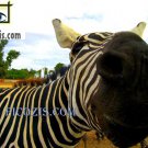 VAN007201109 - Zebra - 28x35cm (11x14")