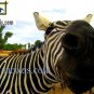 VAN007201109 - Zebra - 28x35cm (11x14")