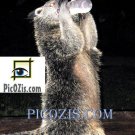 VAN008201109 - Cute animal - 15x20cm (6x8")