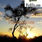 VSU003201109 - Sunset in Alice Springs - 15x20cm (6x8")