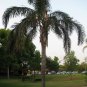 Queen palm seeds~Syagruss Romanzoffiana 10 seeds