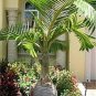 Bottle Palm Tree Hyphorbe Lagenicaulis - 6 Seeds