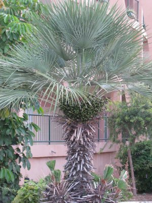 Chamaerops humilis var. cerifera blue palm Tree Drought and cold tolerant 9 seeds