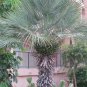 Chamaerops humilis var. cerifera blue palm Tree Drought and cold tolerant 9 seeds