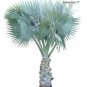 bismarkia nobilis silver blue palm tree 10 seeds Drought and cold tolerant