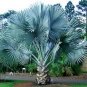 bismarkia nobilis silver blue palm tree 10 seeds Drought and cold tolerant