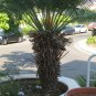 Cycas Thouarsii Tree - rare species 1 seedling