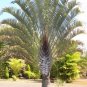 Dypsis decaryi - Powder BLUE TRIANGLE Palm Tree 20 seeds