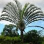 Dypsis decaryi - Powder BLUE TRIANGLE Palm Tree 20 seeds