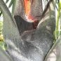 Dypsis decaryi - Powder BLUE TRIANGLE Palm Tree 20 seeds