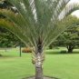 Dypsis decaryi - Powder BLUE TRIANGLE Palm Tree 20 seeds