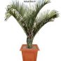 Dypsis decaryi - Powder BLUE TRIANGLE Palm Tree 20 seeds
