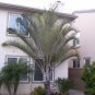 Dypsis decaryi - Powder BLUE TRIANGLE Palm Tree 20 seeds