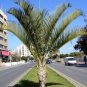 Dypsis decaryi - Powder BLUE TRIANGLE Palm Tree 20 seeds