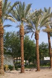 Phoenix dactylifera - Medjool Dates palm tree -30 Seeds