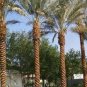 Phoenix dactylifera - Medjool Dates palm tree -30 Seeds