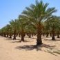 Phoenix dactylifera - Medjool Dates palm tree -30 Seeds
