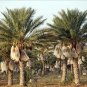 Phoenix dactylifera - Medjool Dates palm tree -30 Seeds