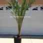 Phoenix dactylifera - Medjool Dates palm tree -30 Seeds