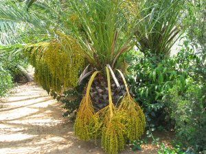 Phoenix Canariensis Canary Island Date Palm tree 50 Seeds