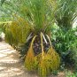 Phoenix Canariensis Canary Island Date Palm tree 50 Seeds