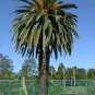 Phoenix Canariensis Canary Island Date Palm tree 50 Seeds
