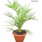 Phoenix Canariensis Canary Island Date Palm tree 50 Seeds