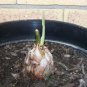 Cycas Thouarsii Tree - rare species 1 seedling