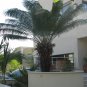 Cycas Thouarsii Tree - rare species 1 seedling