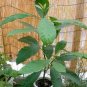 Avocado tree 5 seeds for growing indoors or outdoors