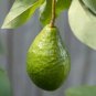 Avocado tree 5 seeds for growing indoors or outdoors