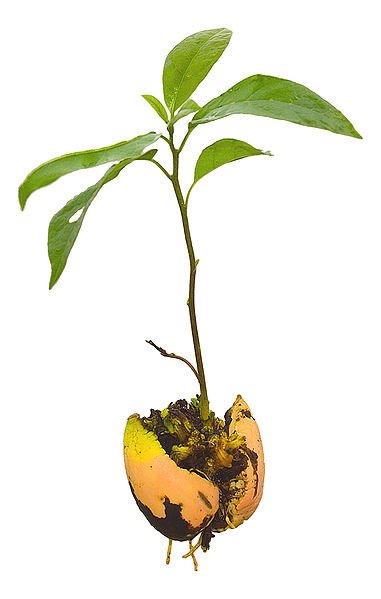 Avocado Tree 5 Seeds For Growing Indoors Or Outdoors